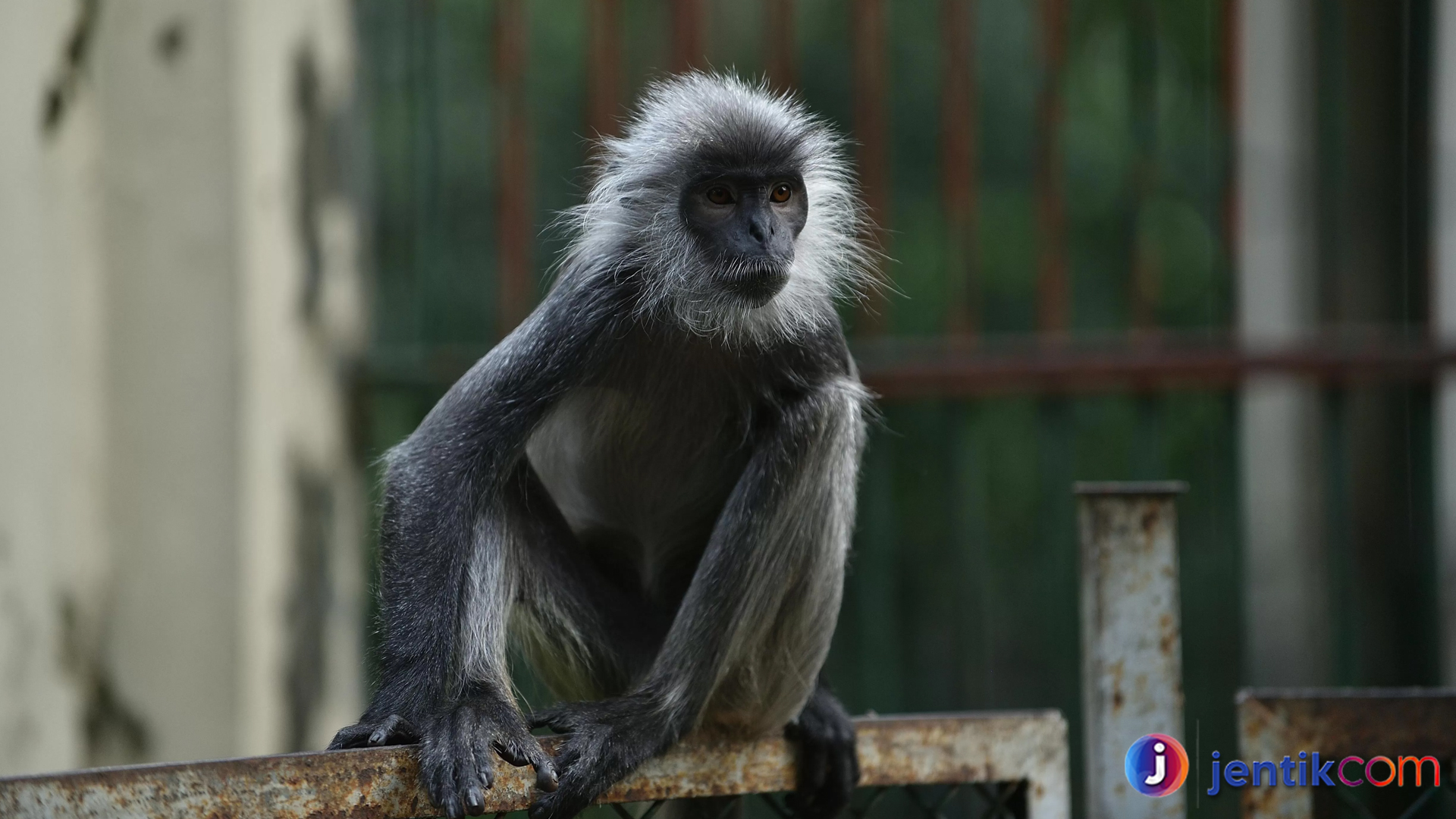 Mengapa Lutung Penting bagi Keberlanjutan Hutan Tropis