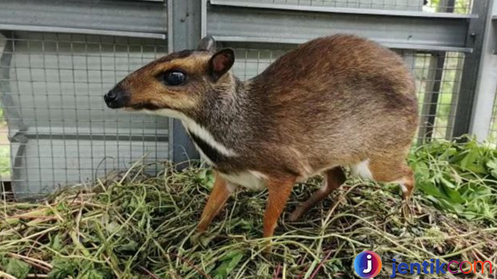 Kancil: Hewan Cerdik yang Tersembunyi di Hutan Tropis