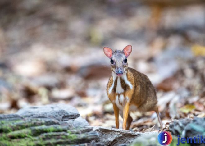 Kancil: Hewan Cerdik yang Tersembunyi di Hutan Tropis