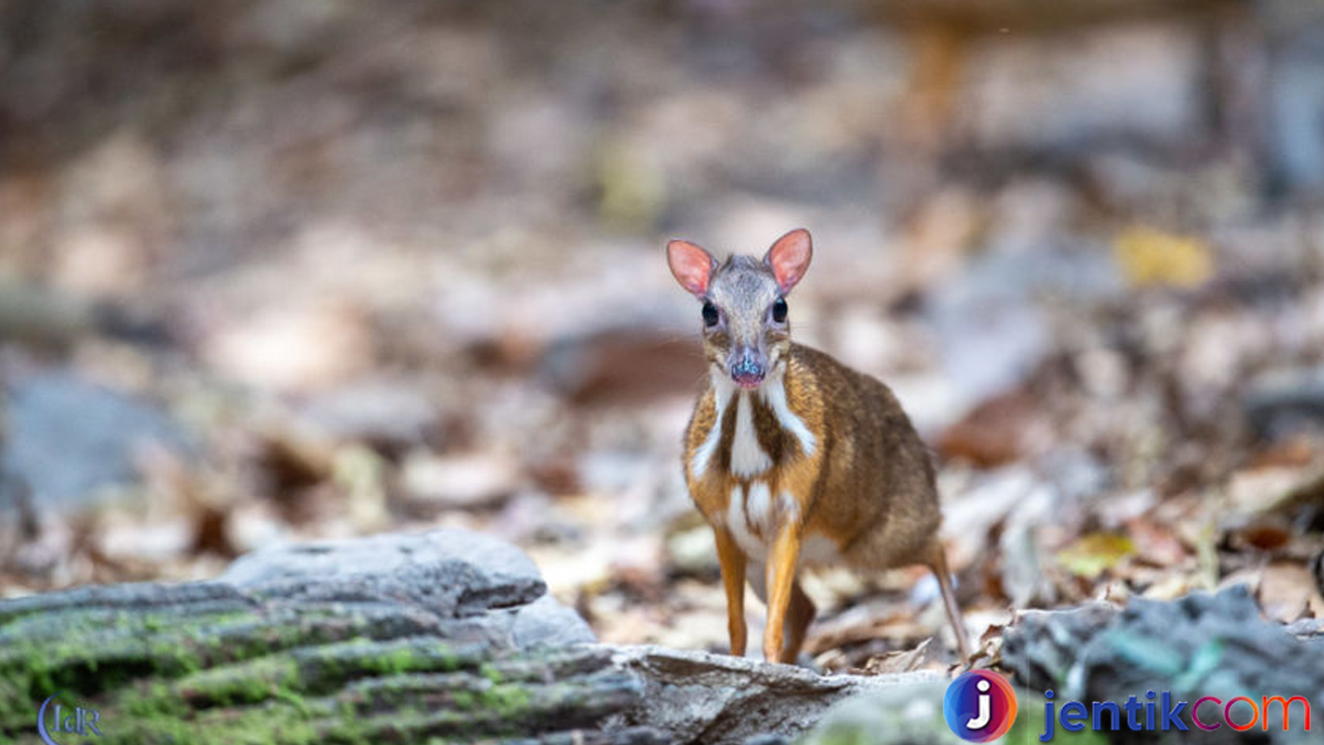 Kancil: Hewan Cerdik yang Tersembunyi di Hutan Tropis