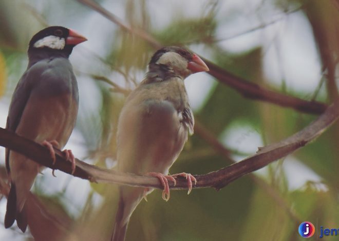 Menelusuri Kehidupan Burung Gelatik di Alam Liar