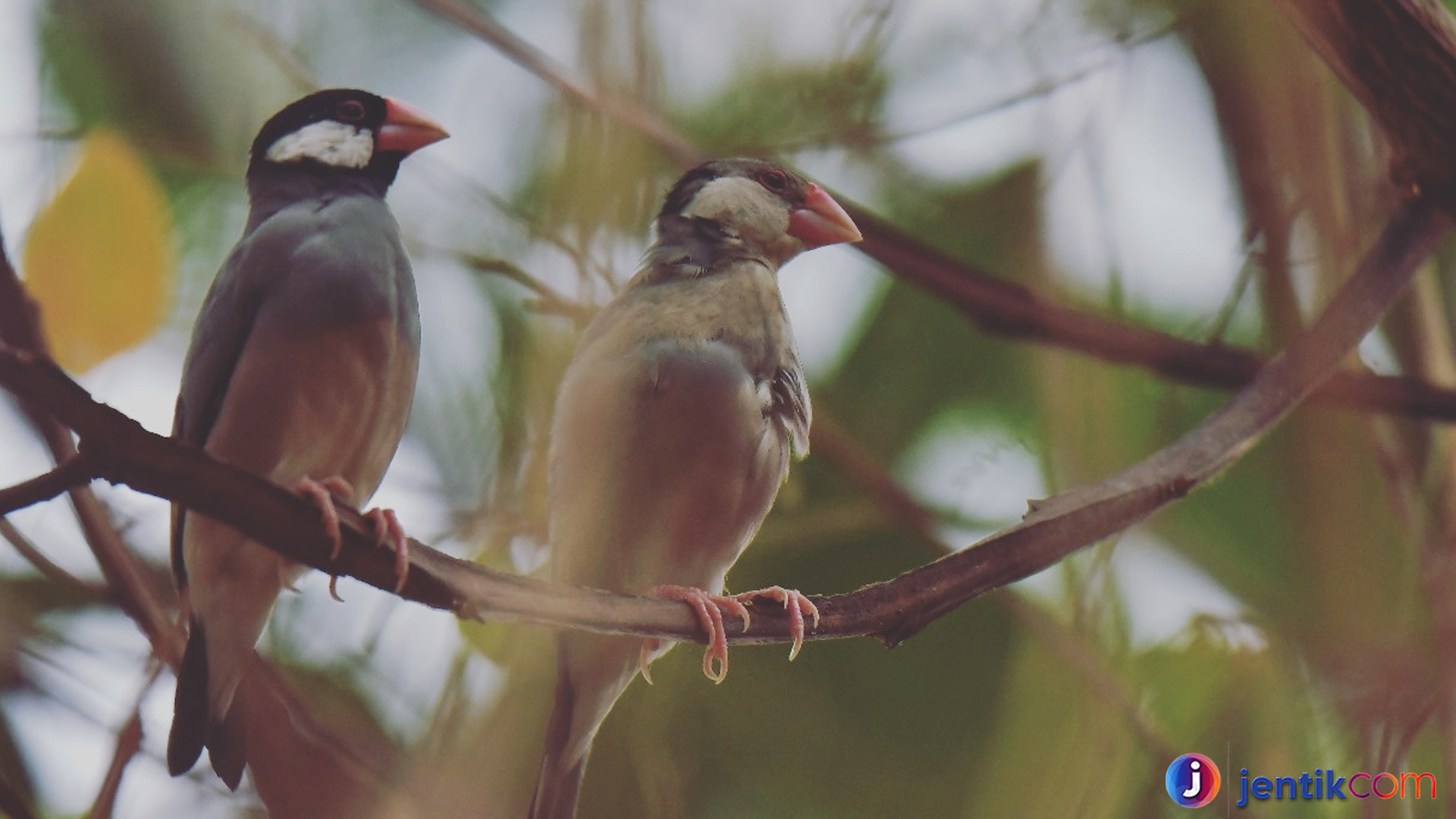 Menelusuri Kehidupan Burung Gelatik di Alam Liar