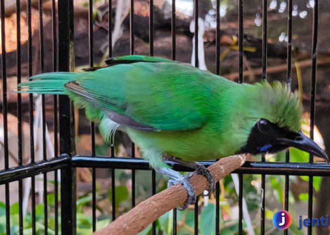 Cucak Ijo: Pesona Burung Kicau dengan Suara Merdu