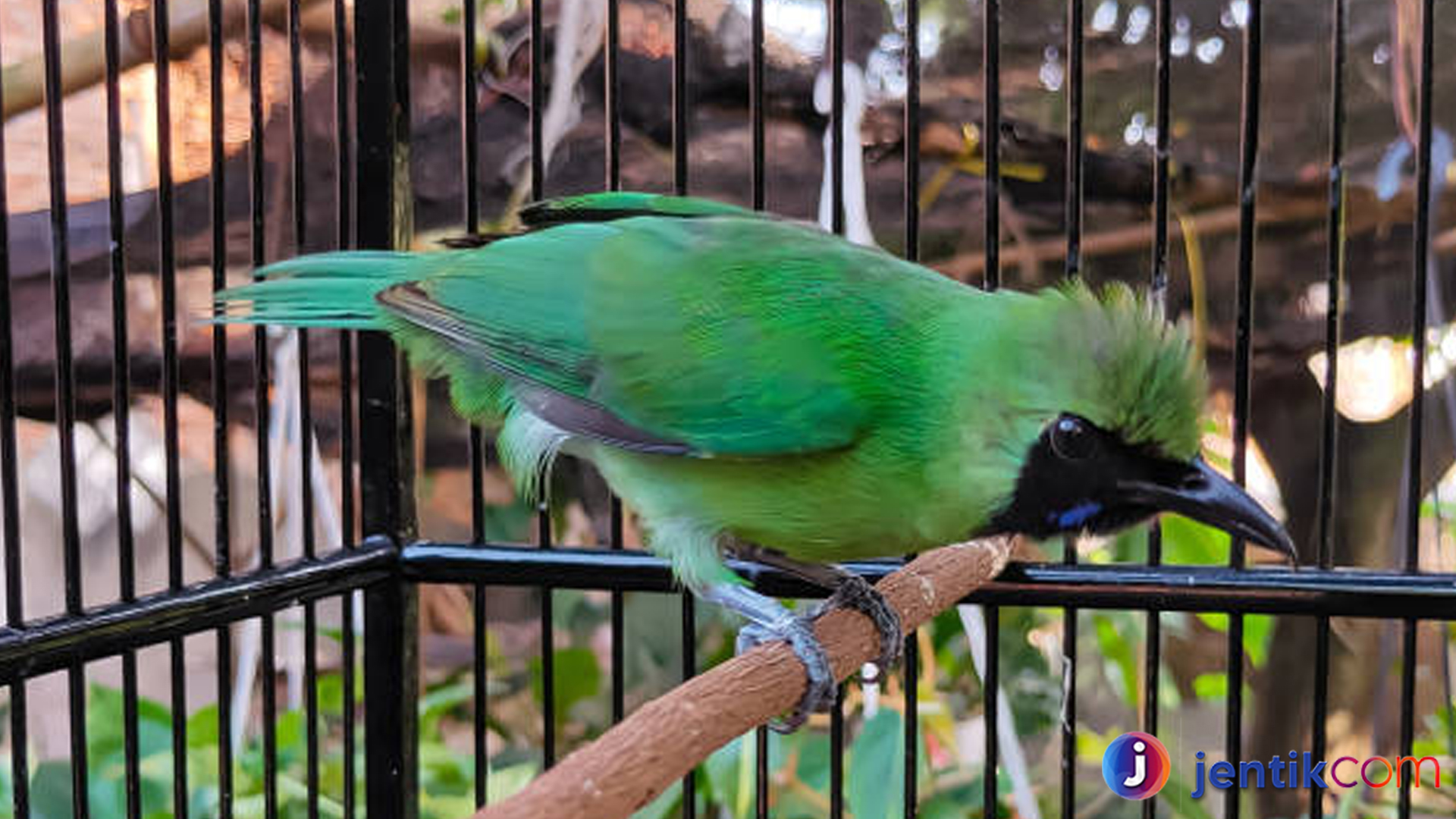 Cucak Ijo: Pesona Burung Kicau dengan Suara Merdu