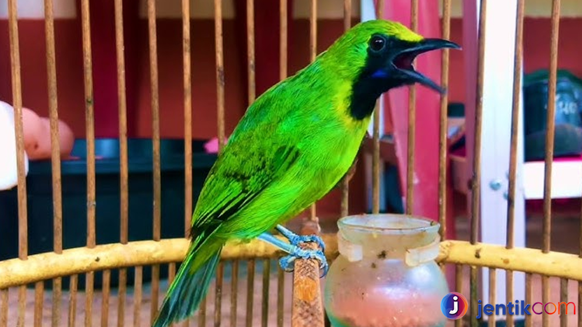 Cucak Ijo: Pesona Burung Kicau dengan Suara Merdu