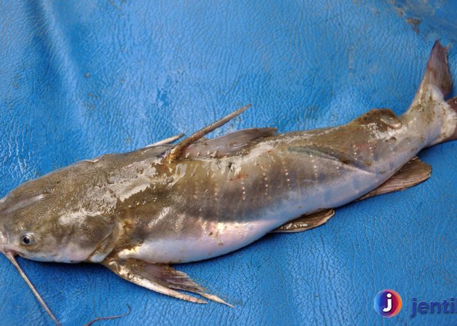 Pesona Ikan Kedukang: Kekayaan Fauna yang Perlu Dilestarikan