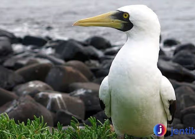 Mengungkap Peran Burung Angsa Batu dalam Ekosistem