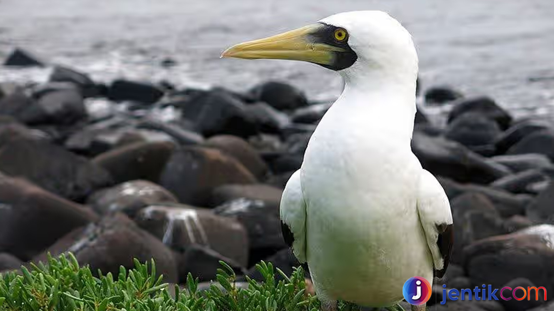 Mengungkap Peran Burung Angsa Batu dalam Ekosistem