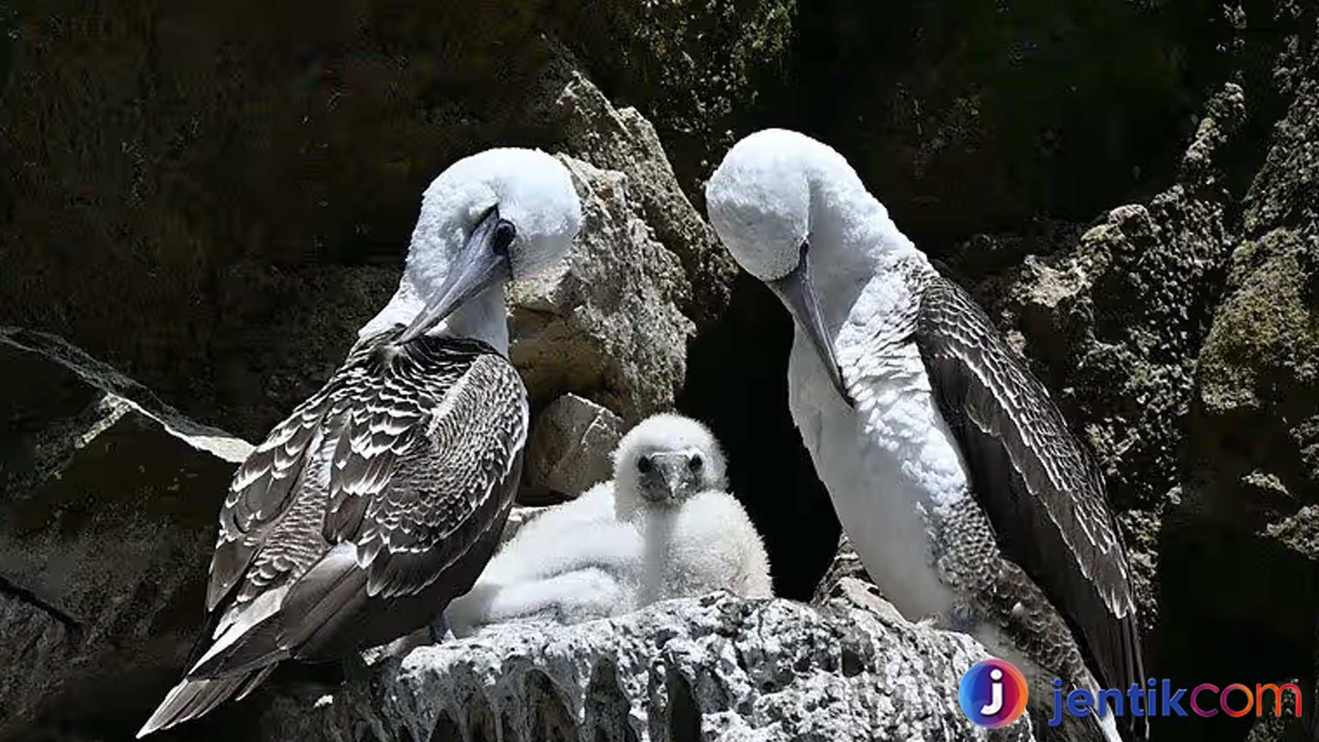 Mengungkap Peran Burung Angsa Batu dalam Ekosistem