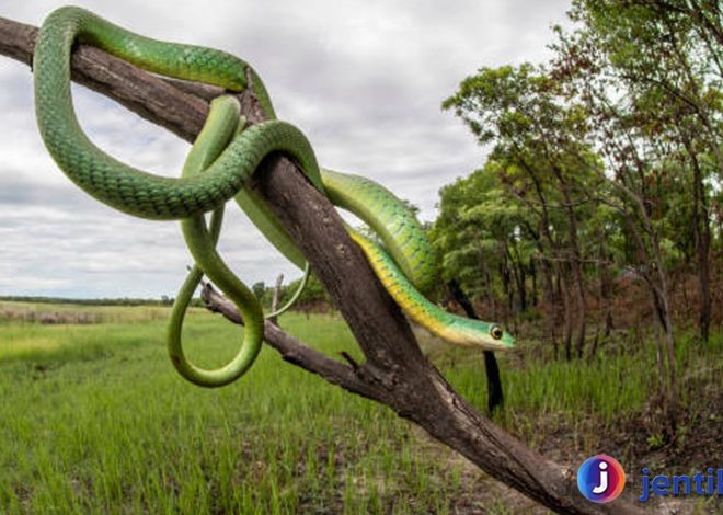 Boomslang: Ular Langka dengan Gigitan yang Mematikan