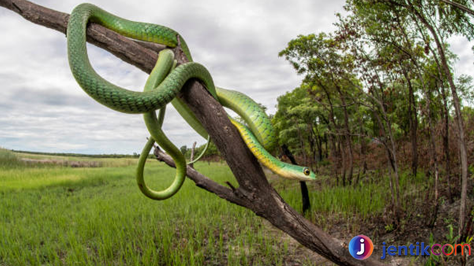 Boomslang: Ular Langka dengan Gigitan yang Mematikan