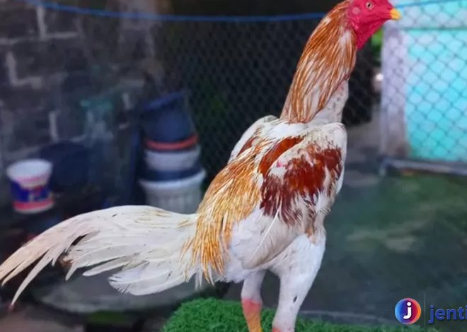 Keistimewaan Ayam Bangkok: Lebih dari Sekadar Petarung