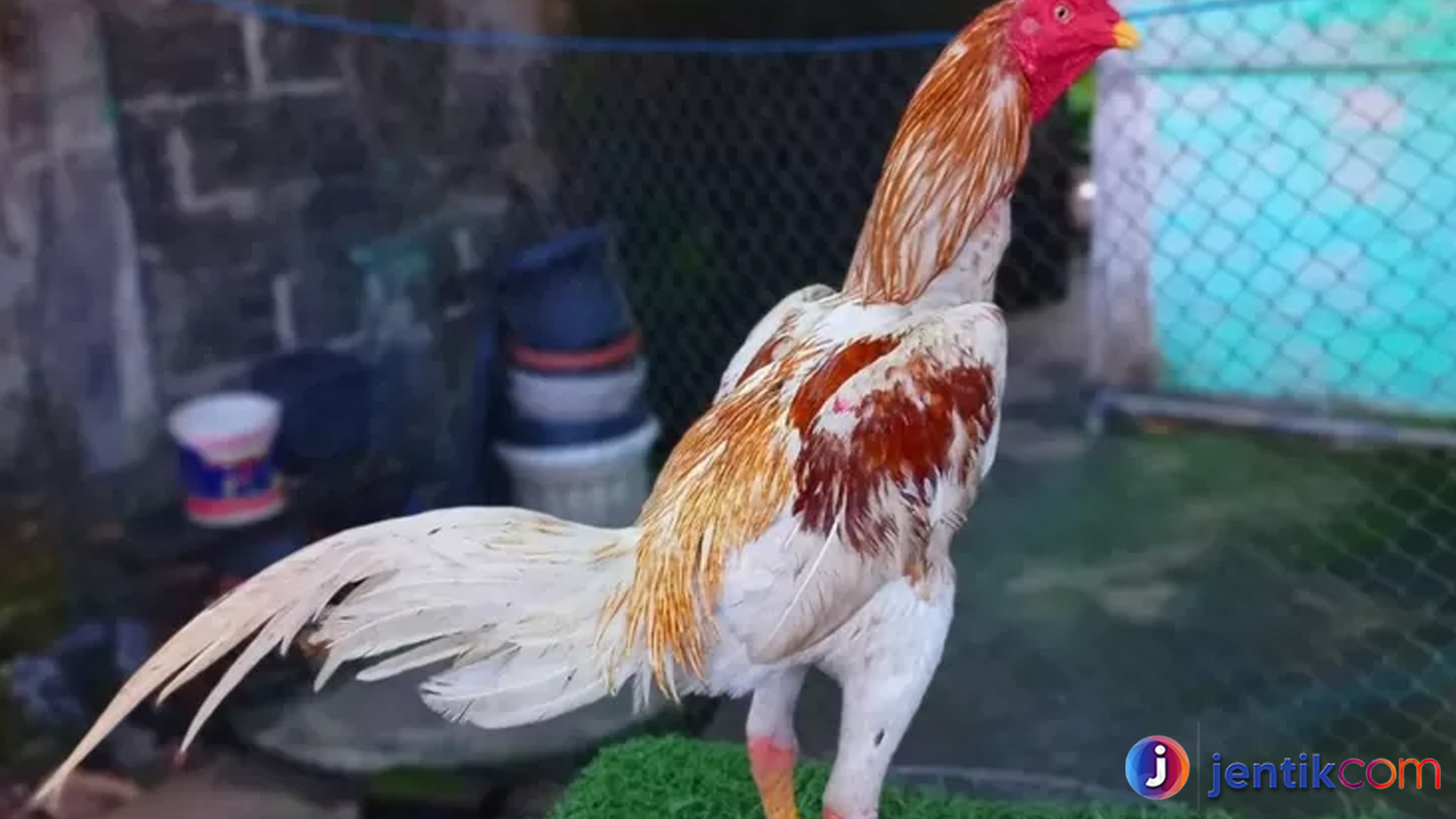 Keistimewaan Ayam Bangkok: Lebih dari Sekadar Petarung