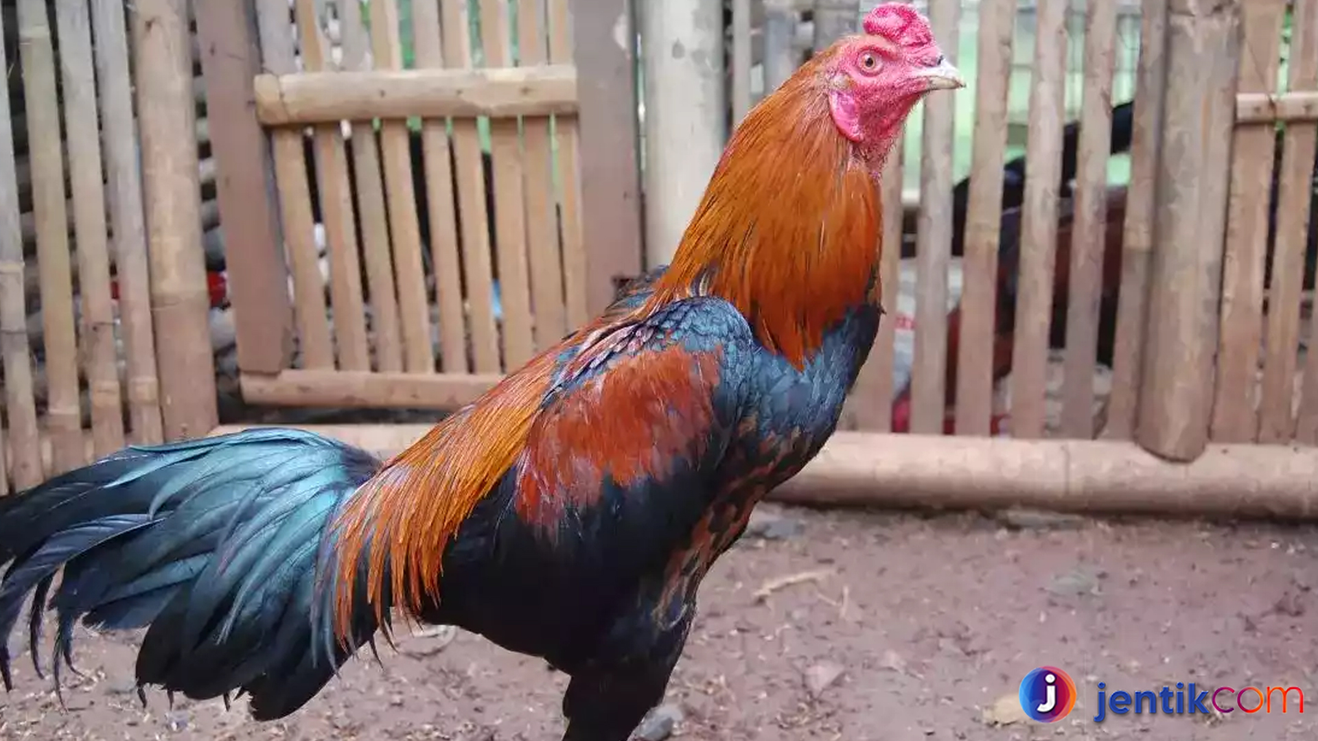 Keistimewaan Ayam Bangkok: Lebih dari Sekadar Petarung