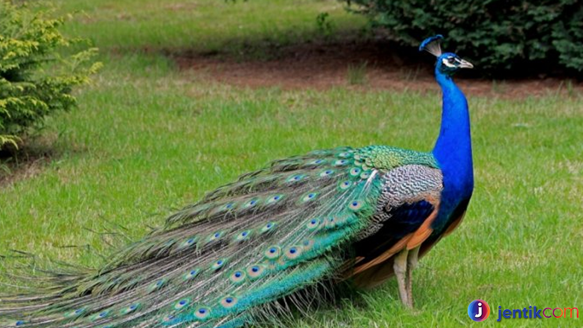 Burung Merak dalam Lensa: Fotografi Alam yang Memikat