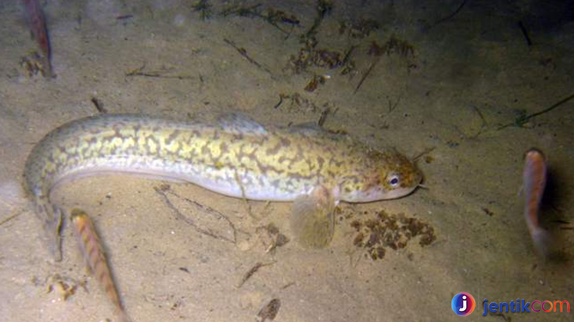 Fakta Menarik Tentang Ikan Burbot yang Jarang Diketahui