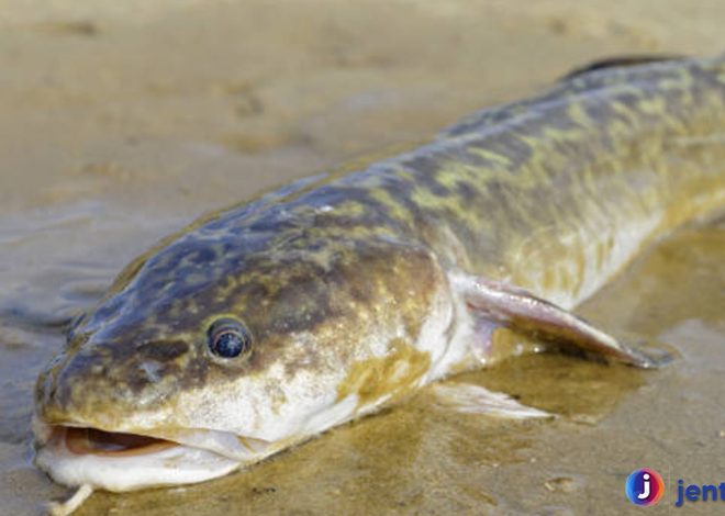 Fakta Menarik Tentang Ikan Burbot yang Jarang Diketahui