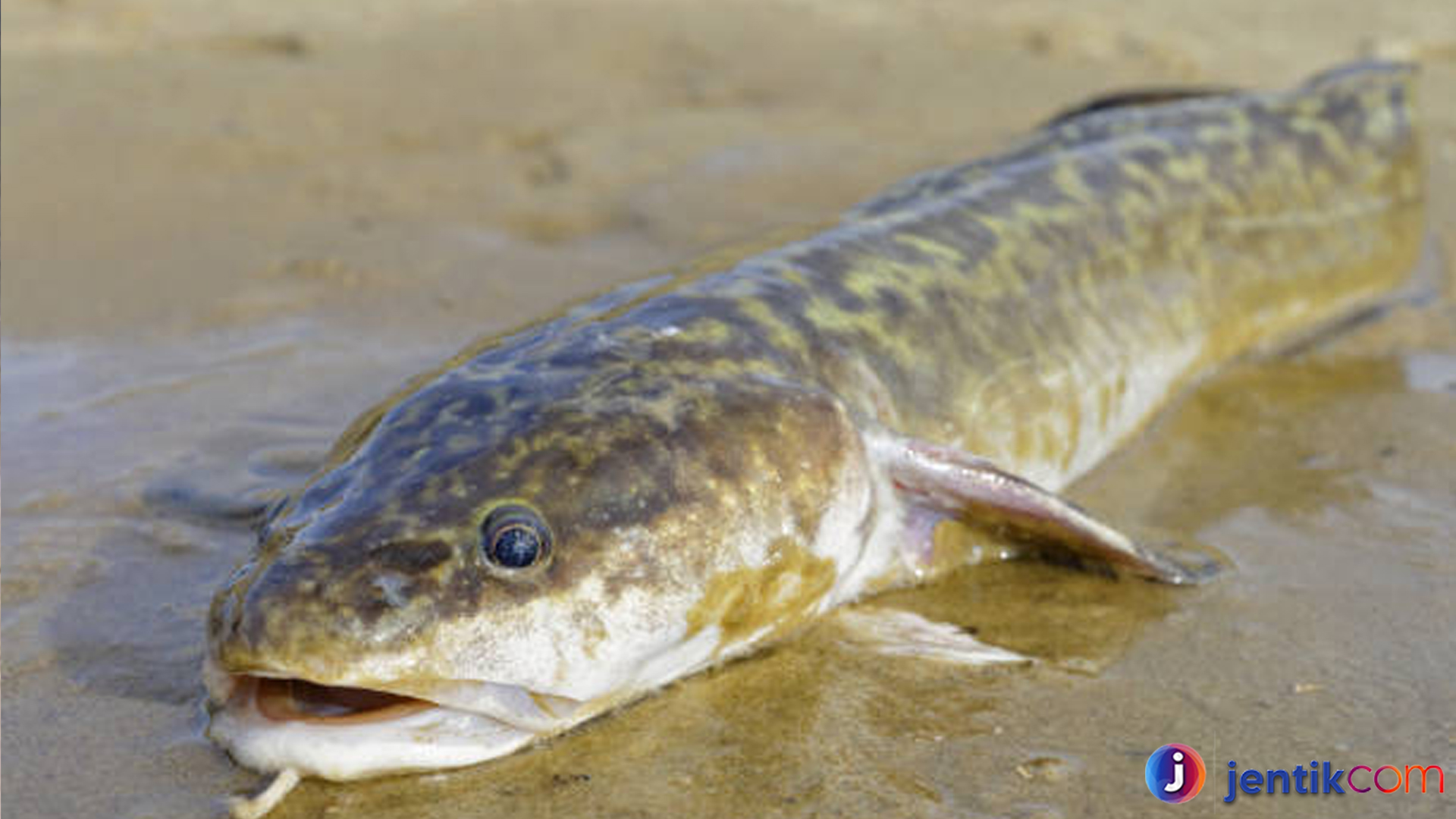 Fakta Menarik Tentang Ikan Burbot yang Jarang Diketahui