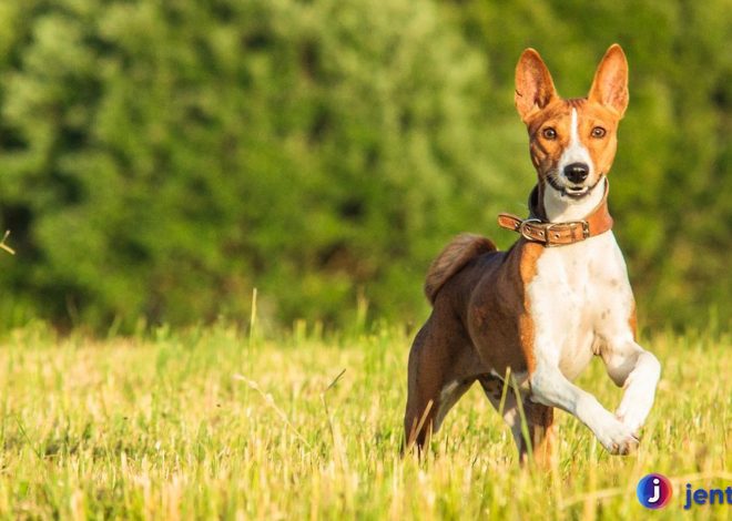 Fakta Menarik Basenji, Anjing Hening dari Afrika