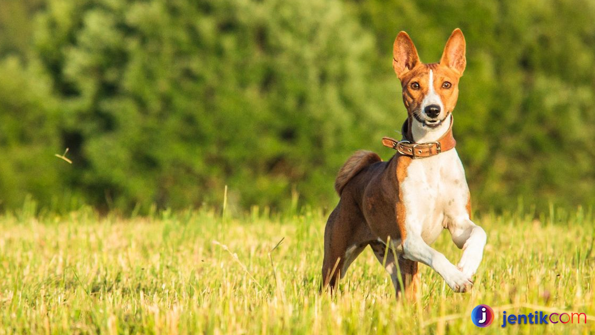 Fakta Menarik Basenji, Anjing Hening dari Afrika