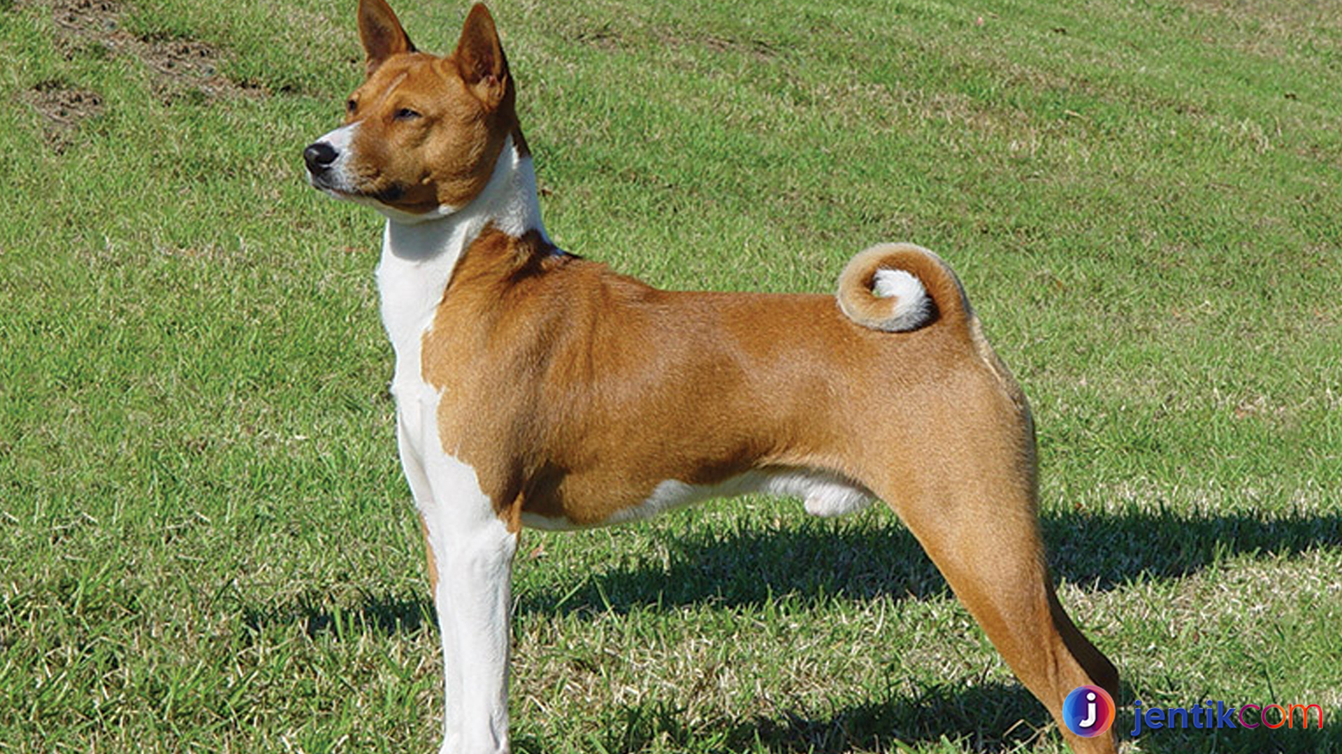 Fakta Menarik Basenji, Anjing Hening dari Afrika