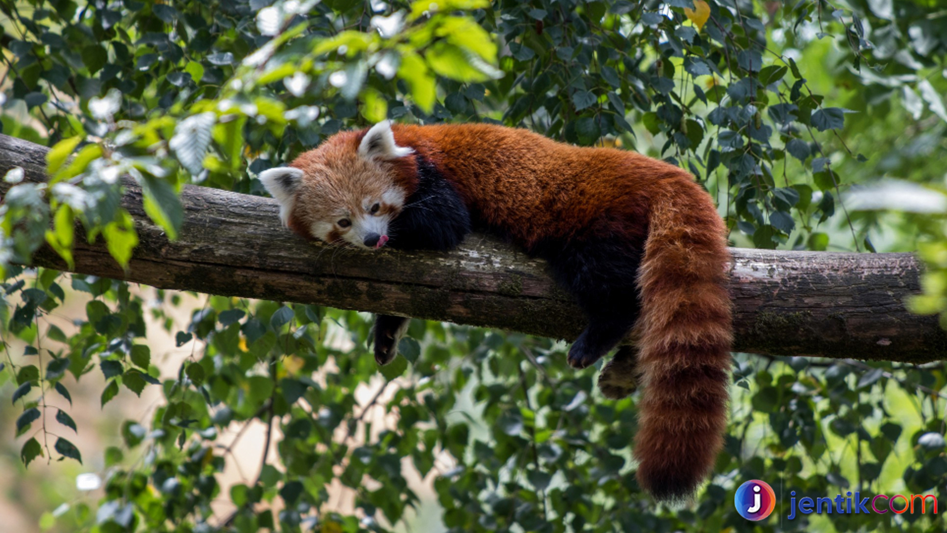 Mengenal Panda Merah: Si Imut dari Pegunungan Himalaya