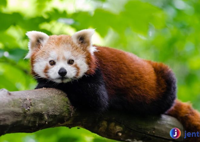 Mengenal Panda Merah: Si Imut dari Pegunungan Himalaya