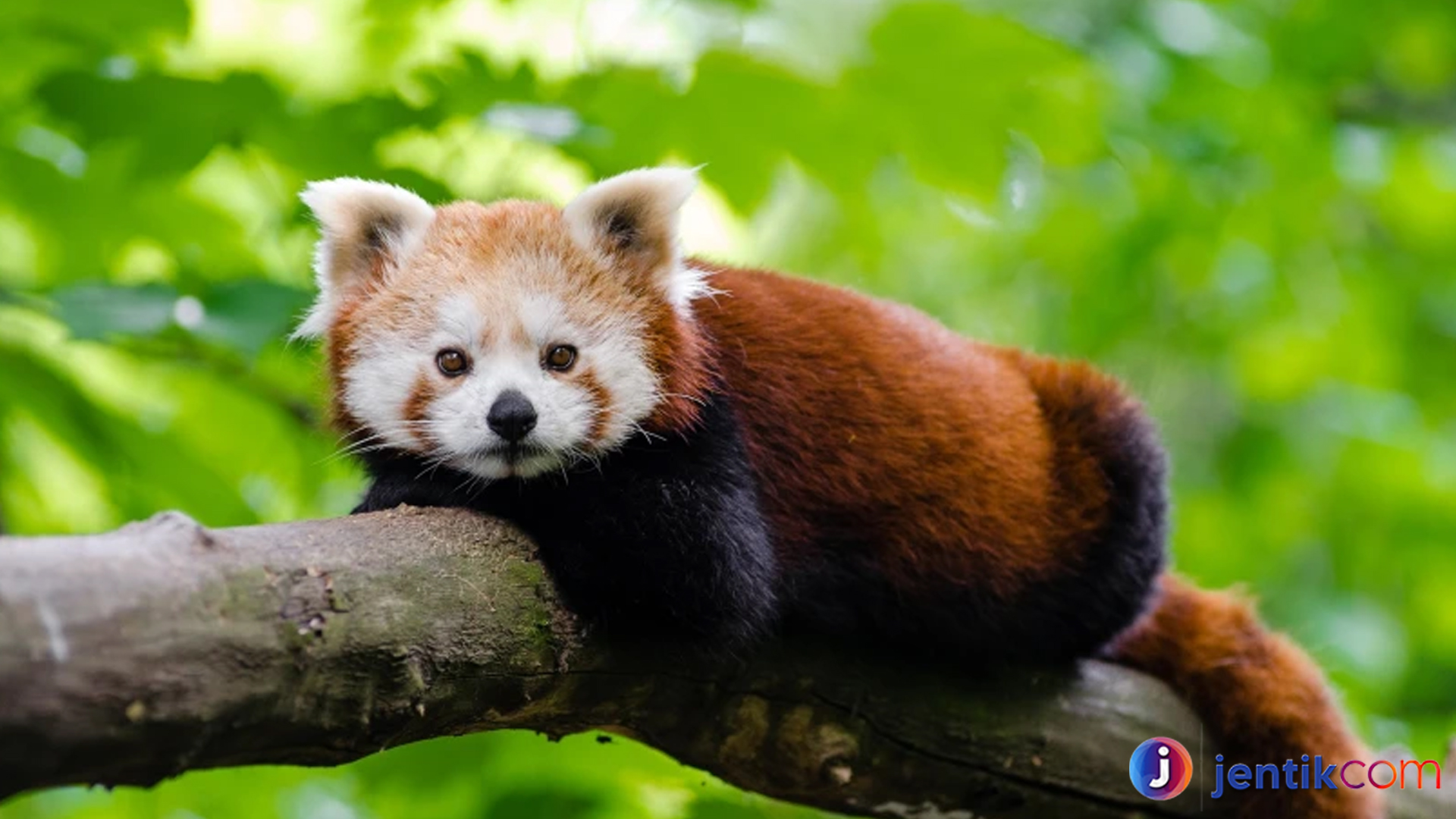 Mengenal Panda Merah: Si Imut dari Pegunungan Himalaya