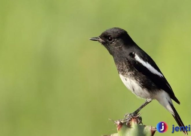 Burung Decu: Panduan Perawatan dan Pemeliharaan yang Tepat