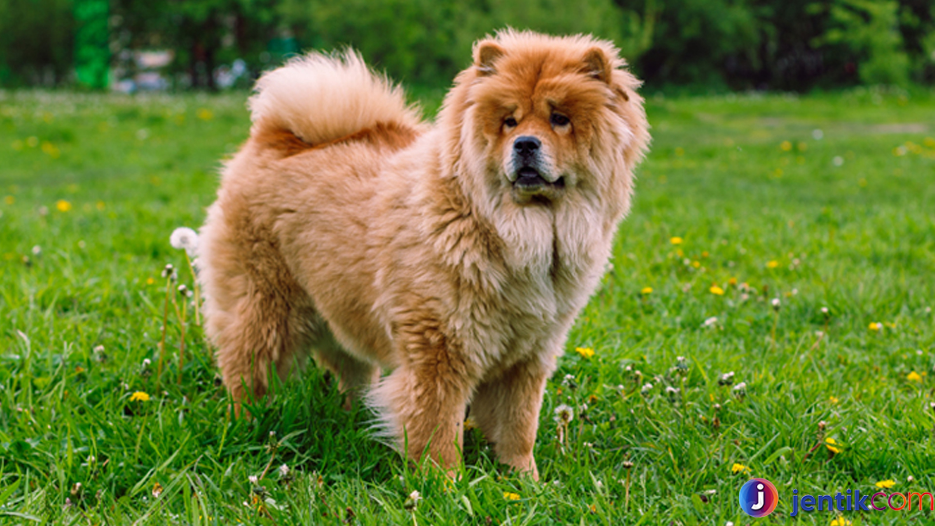 Menelusuri Sejarah Anjing Chow Chow: Keunikan dan Asal Usulnya