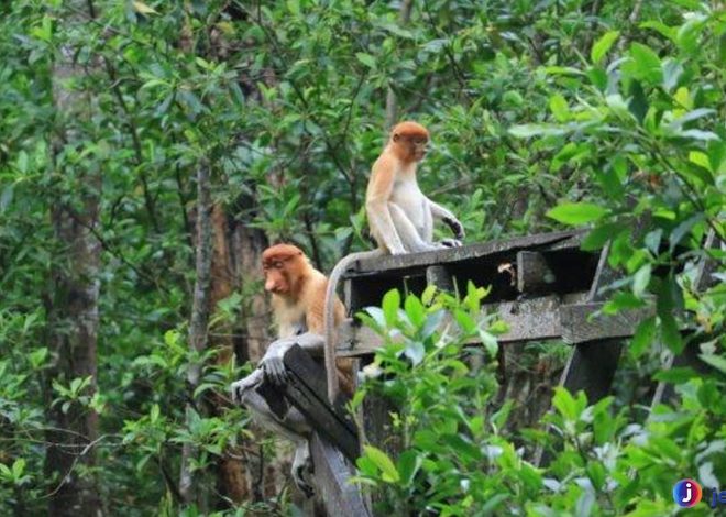 Bekantan: Penjaga Ekosistem Hutan Kalimantan yang Terancam