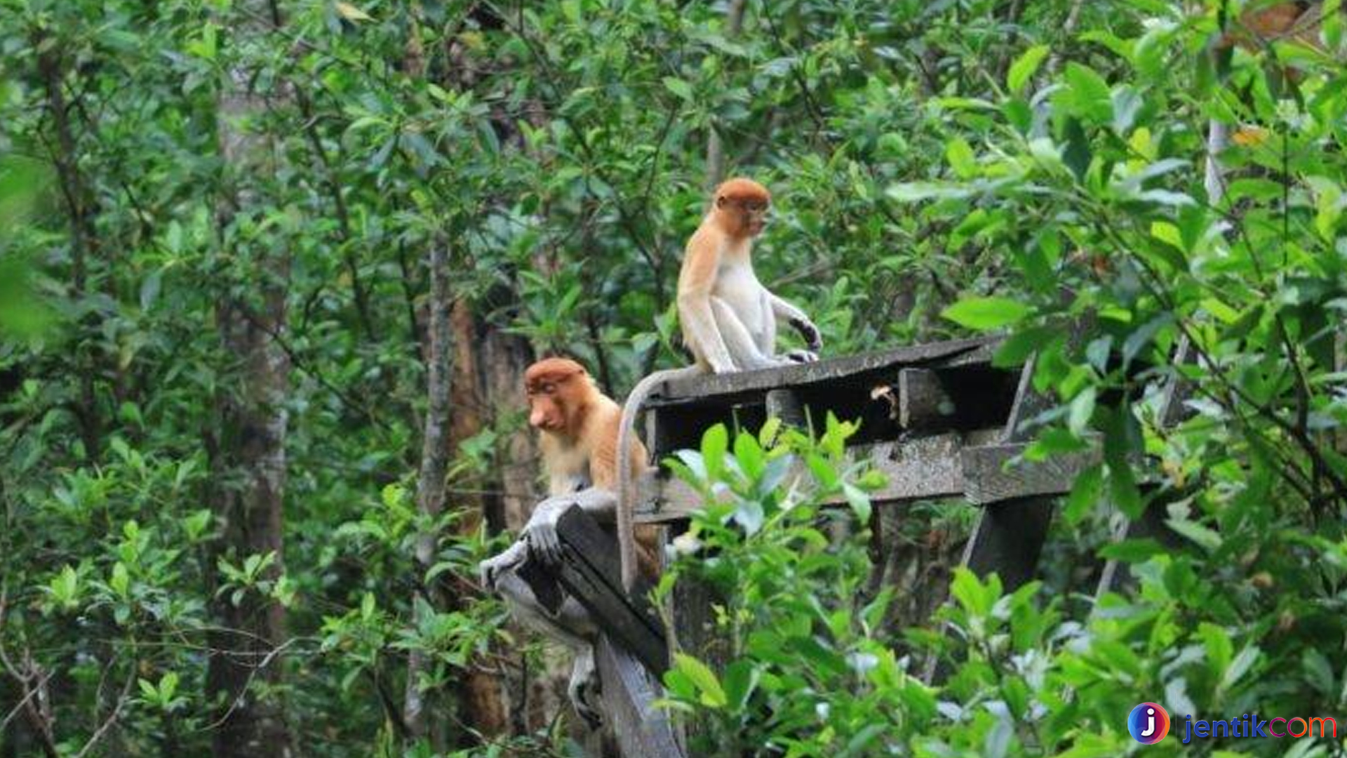 Bekantan: Penjaga Ekosistem Hutan Kalimantan yang Terancam