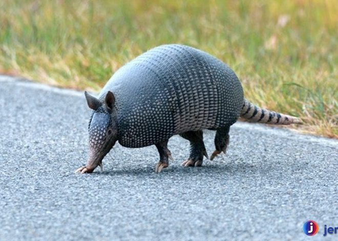 Mengenal Armadillo: Pelindung Diri dengan Cangkang Keras