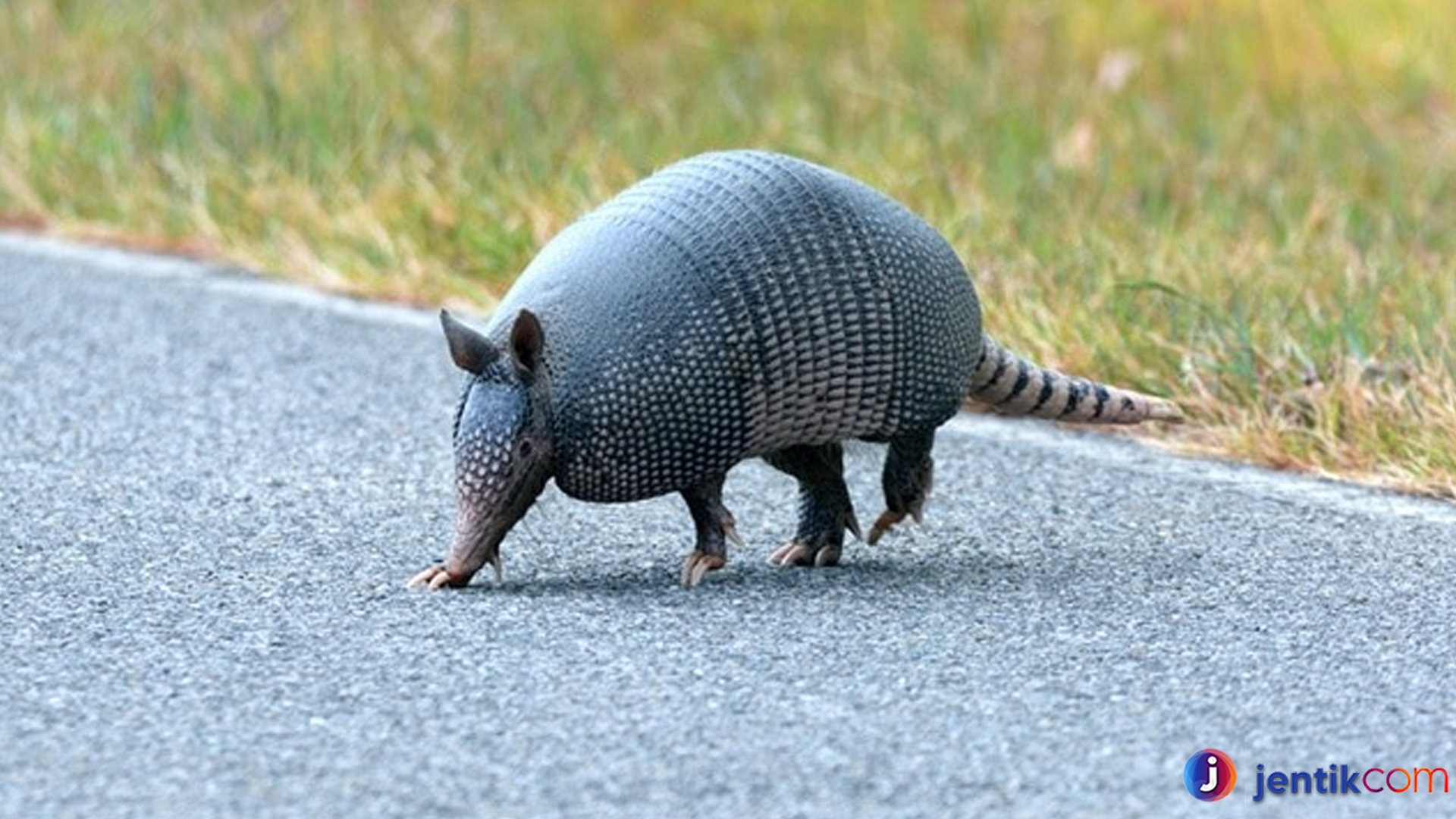 Mengenal Armadillo: Pelindung Diri dengan Cangkang Keras