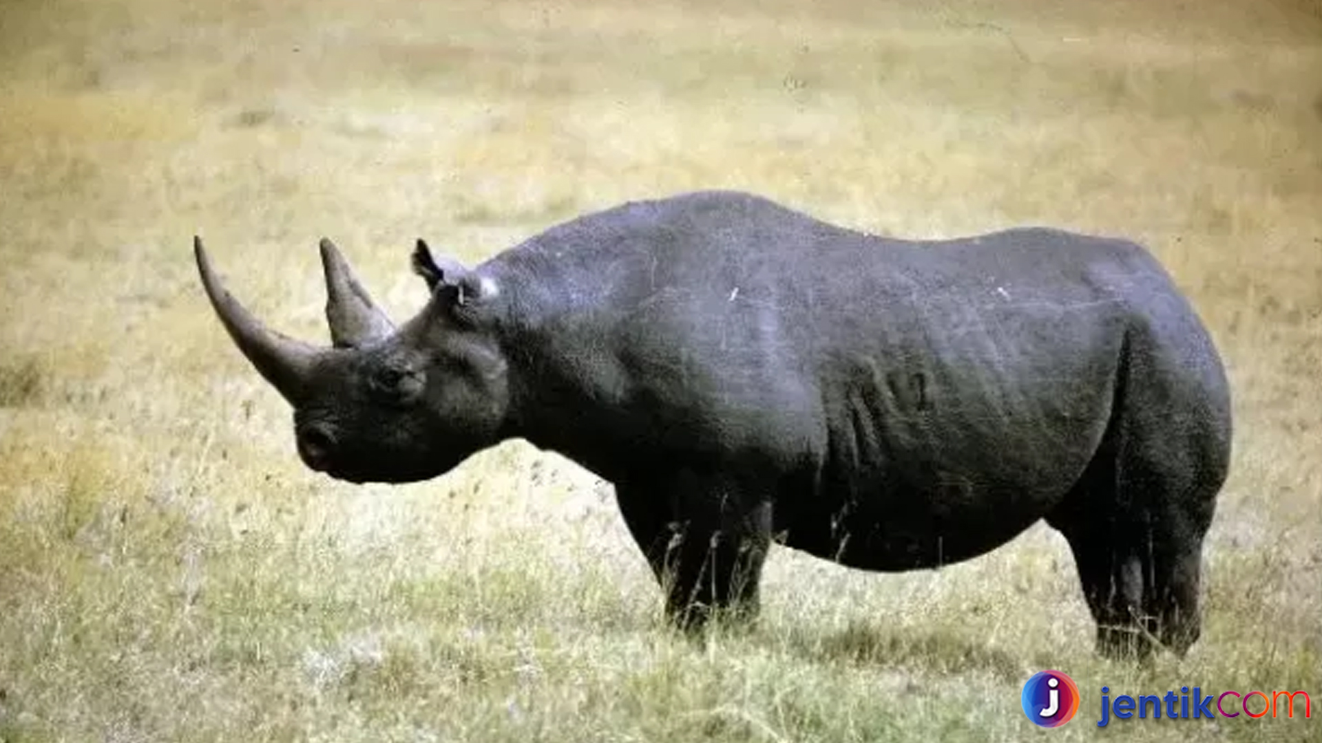 Mengenal Badak Hitam Afrika Barat: Fakta dan Keunikan