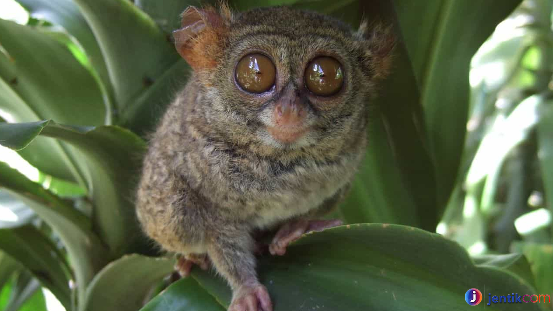 Mengenal Tarsius Tangkasi: Primata Kecil di Alam Indonesia