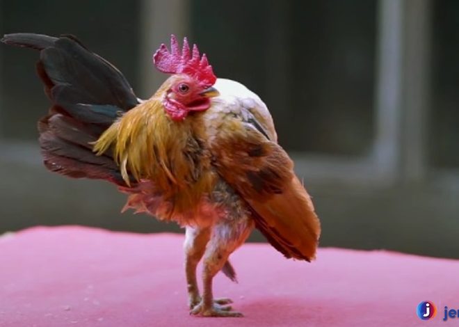 Berkenalan dengan Ayam Serama: Si Miniatur yang Menawan