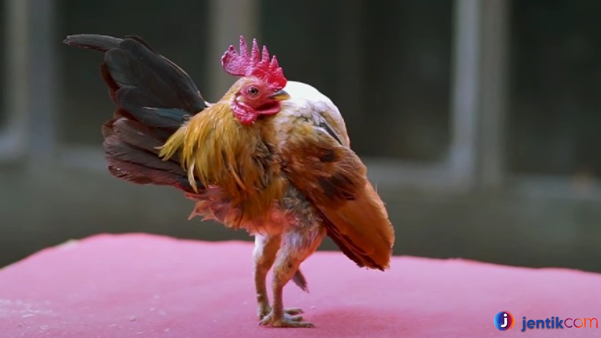 Berkenalan dengan Ayam Serama: Si Miniatur yang Menawan