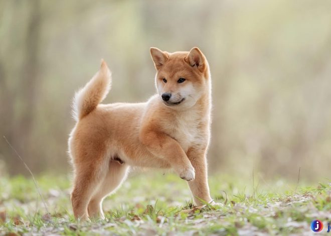 Mengenal Shiba Inu: Anjing Jepang dengan Pesona Luar Biasa