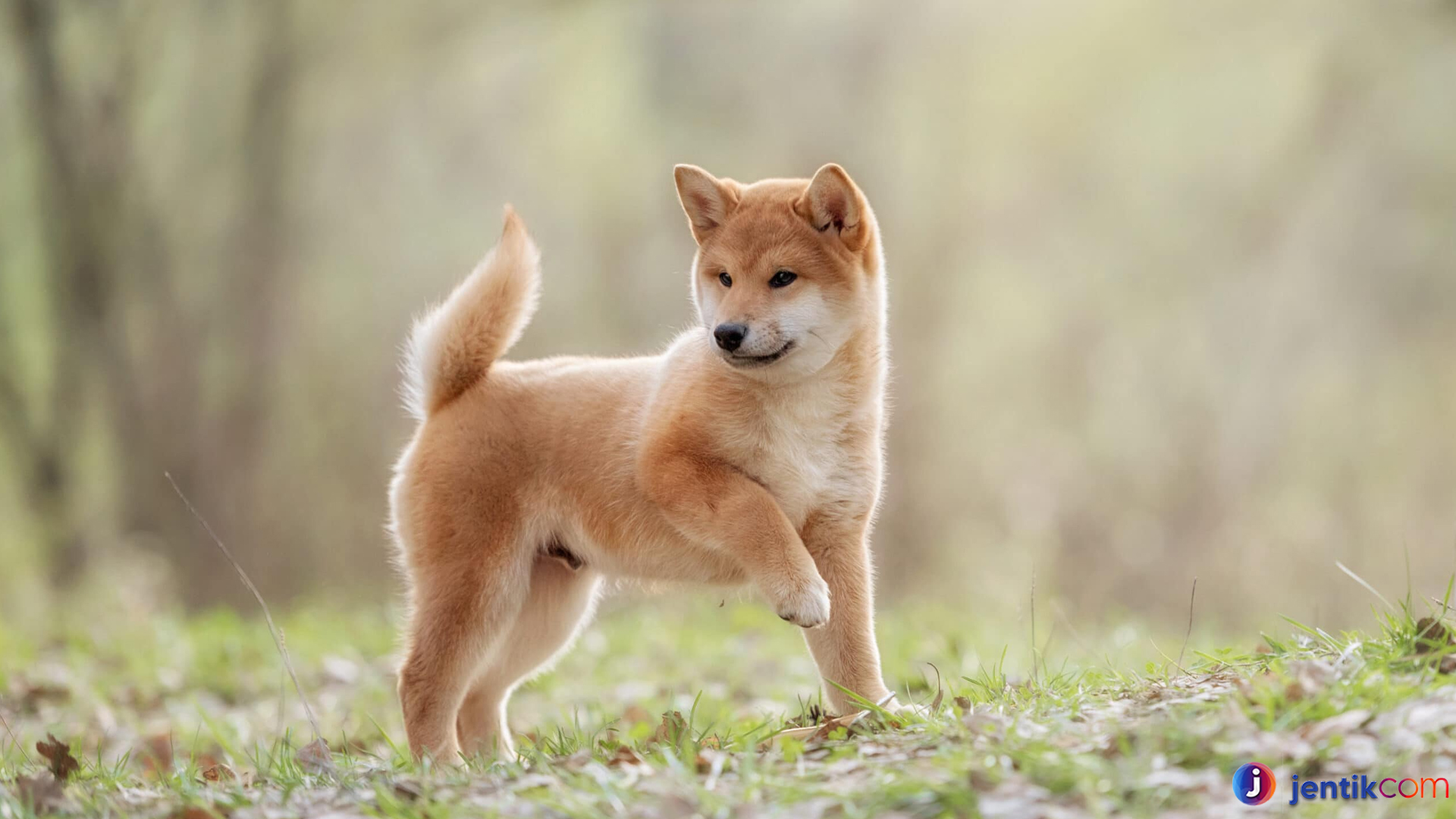 Mengenal Shiba Inu: Anjing Jepang dengan Pesona Luar Biasa