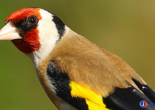 Keunikan Burung Goldfinch Eropa dalam Ekosistem Alam