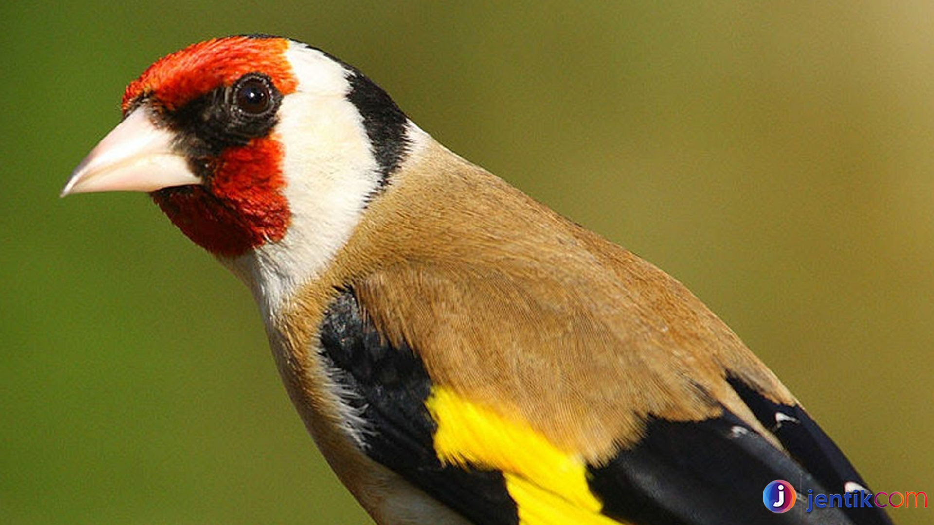 Keunikan Burung Goldfinch Eropa dalam Ekosistem Alam