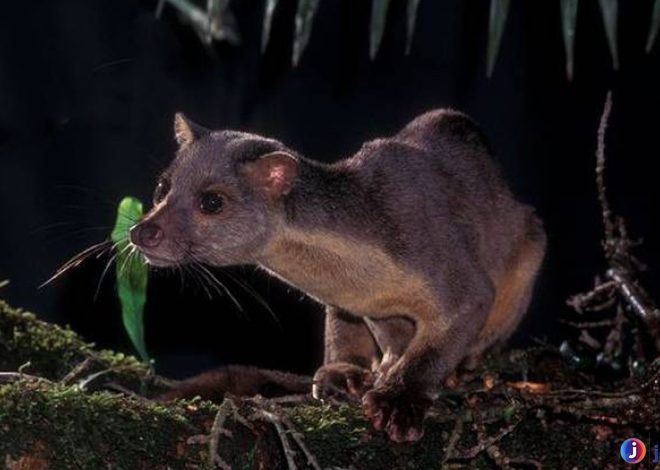 Perilaku dan Habitat Musang Sulawesi yang Memikat Peneliti Alam