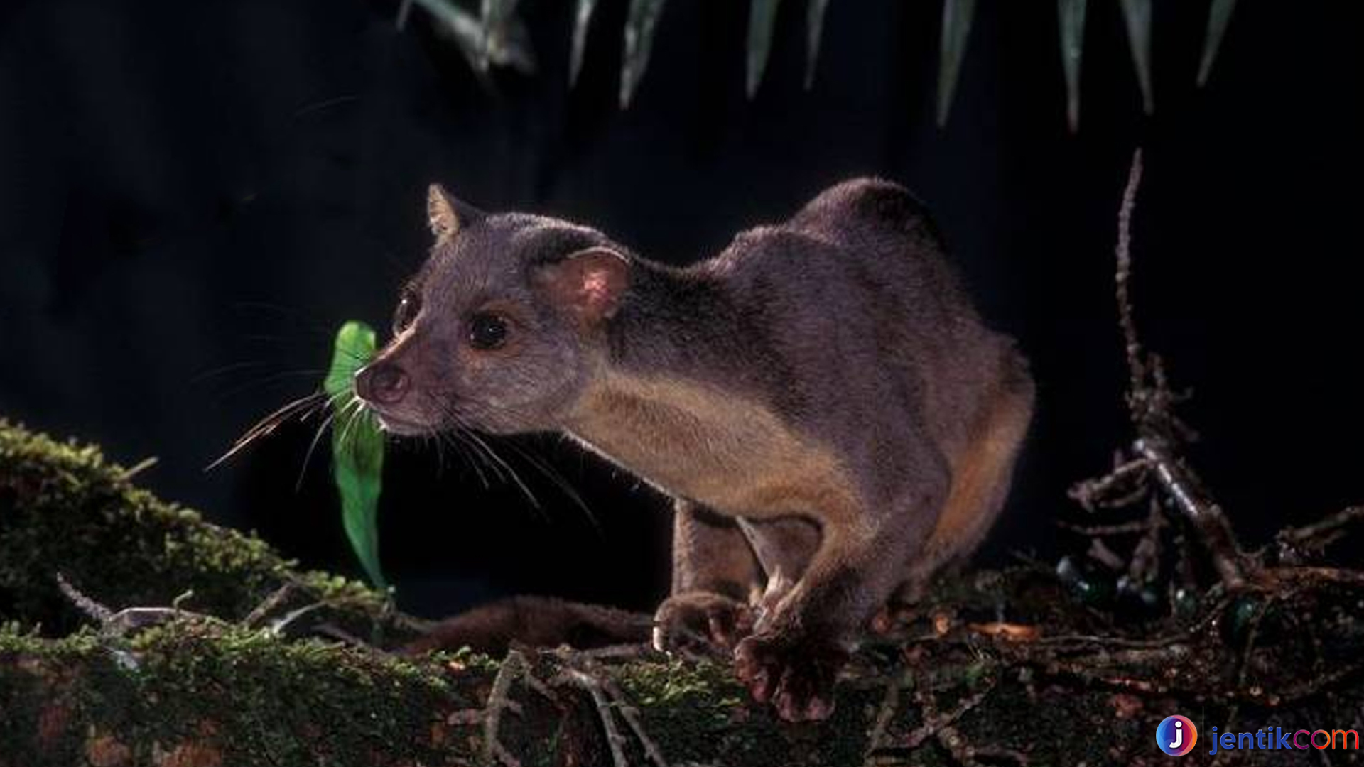 Perilaku dan Habitat Musang Sulawesi yang Memikat Peneliti Alam