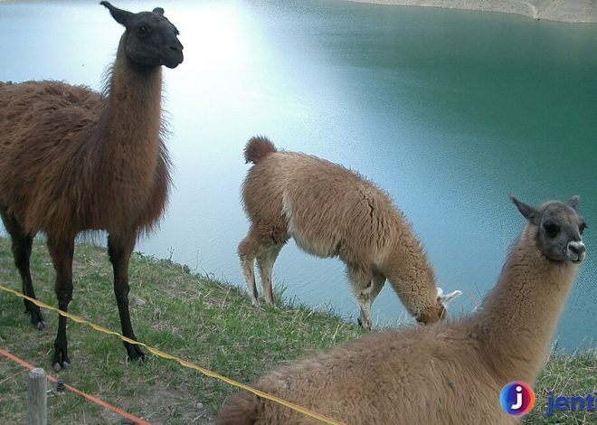 Mengenal Llama: Hewan Unik dan Menarik dari Andes