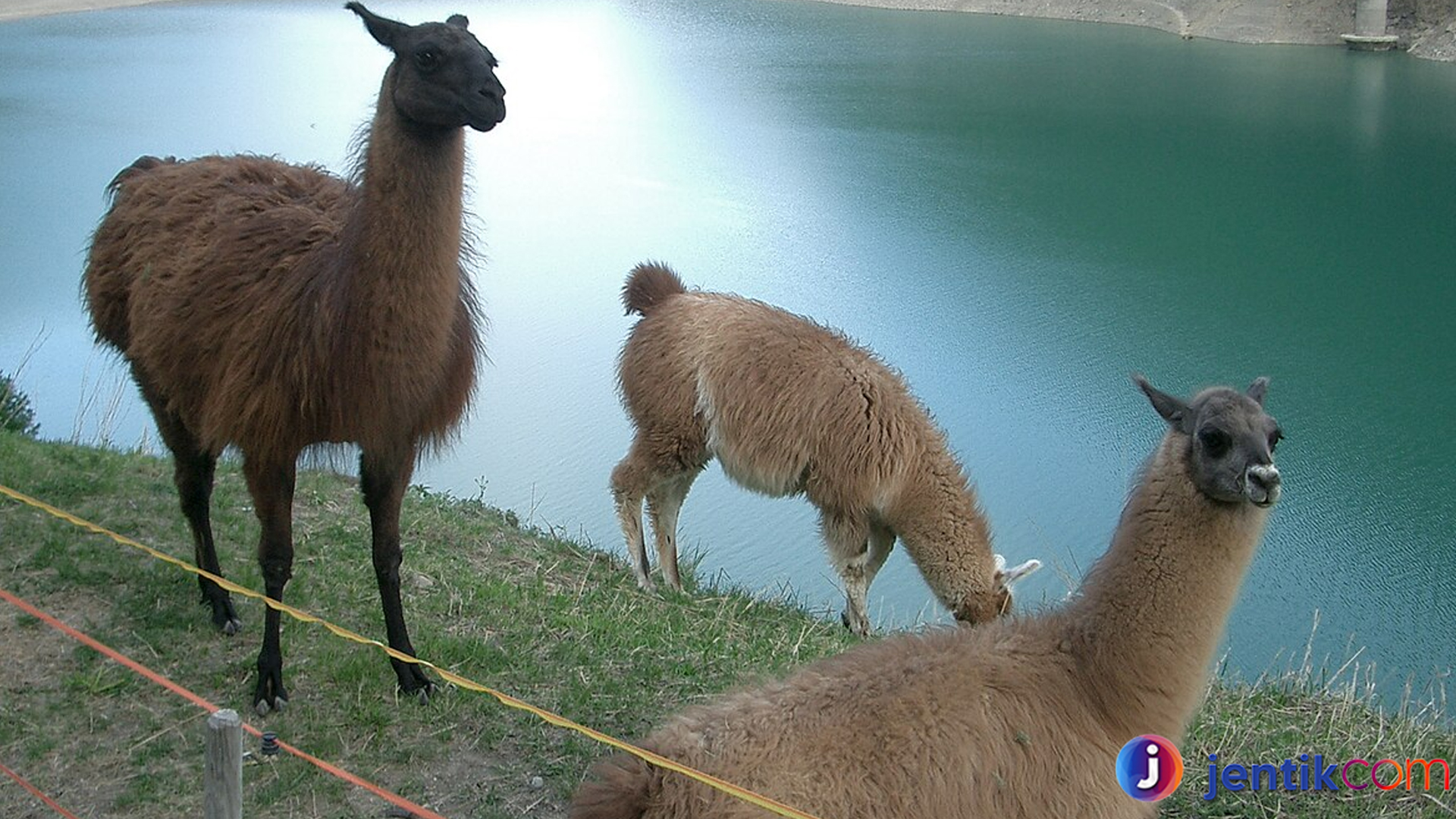 Mengenal Llama: Hewan Unik dan Menarik dari Andes