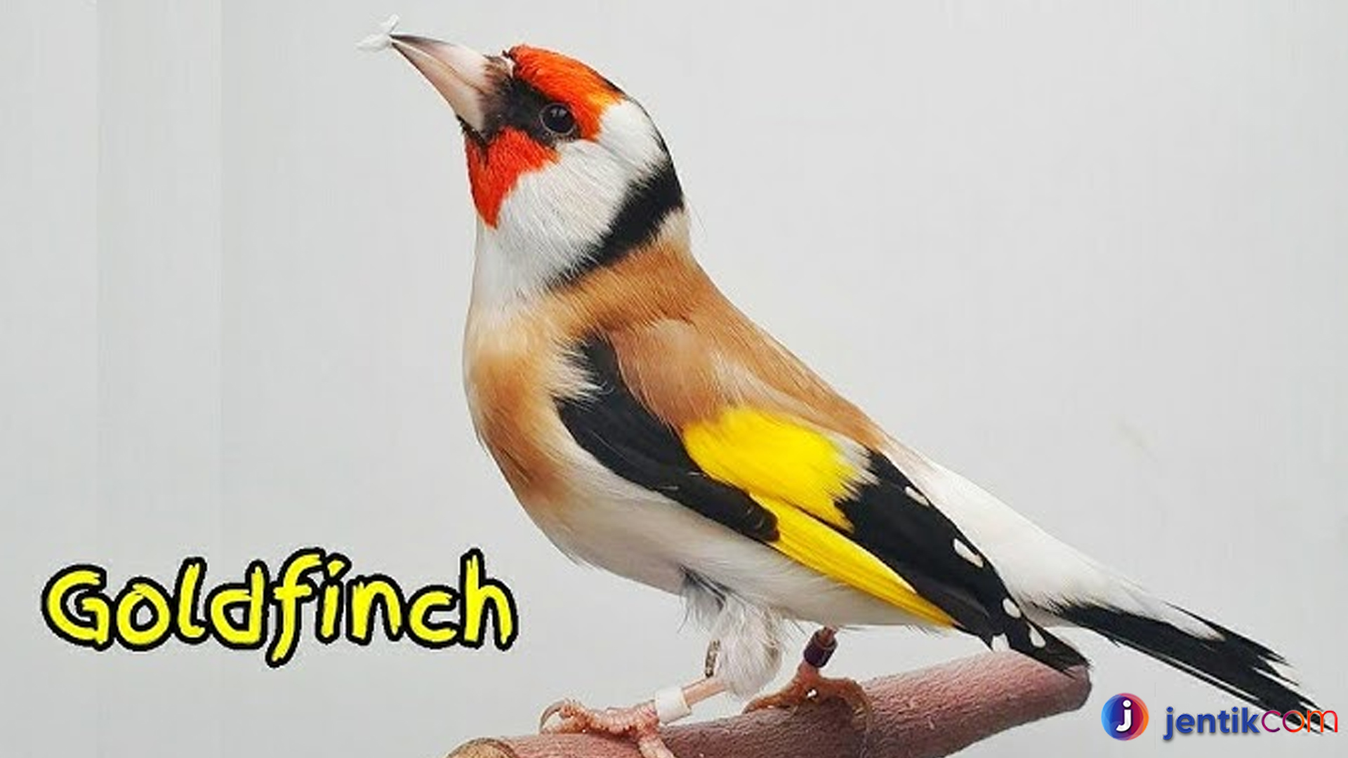 Keunikan Burung Goldfinch Eropa dalam Ekosistem Alam