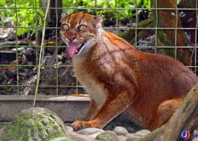 Mengenal Kucing Merah: Keunikan dan Karakteristiknya