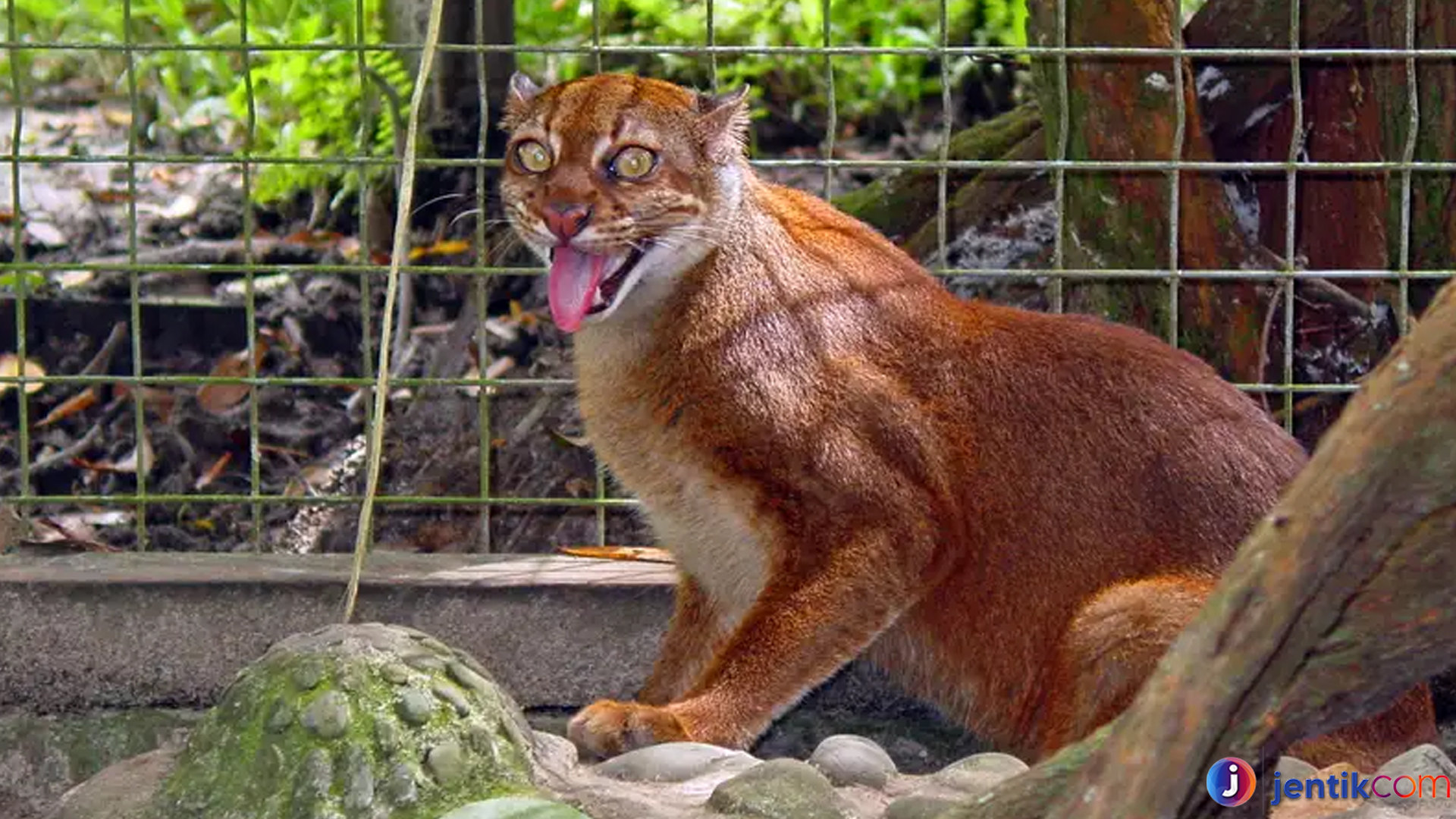 Mengenal Kucing Merah: Keunikan dan Karakteristiknya