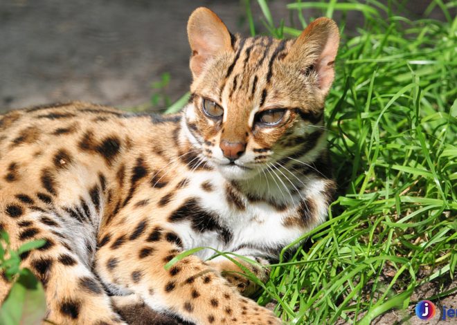 Kucing Hutan Terancam Punah? Fakta di Balik Perburuan Liar